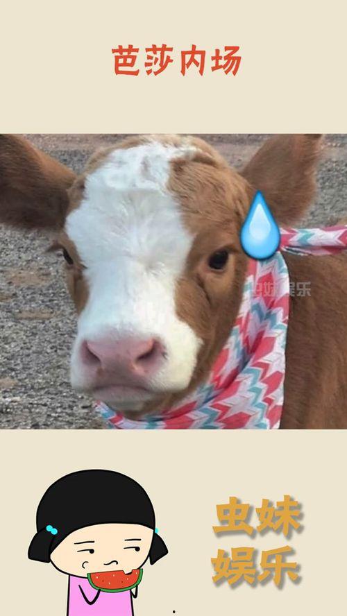 娱乐吃瓜酱驴叫,揭秘娱乐圈那些鲜为人知的幕后故事